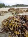 seaweed-ucluelet-vancouver-island-726995.jpg