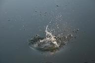 water-drops-splash-movement-107614.jpg