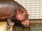 hippopotamus-hippo-paarhufer-mammal-77049.jpg