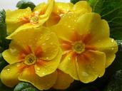 primrose-yellow-harbinger-of-spring-1262114.jpg