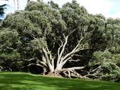 new-zealand-auckland-tree-crown-218564.jpg