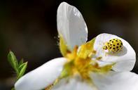 beetle-yellow-spotted-insect-637481.jpg