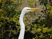 bird-egret-wild-great-egret-1140742.jpg