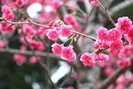 cherry-blossoms-658946.jpg