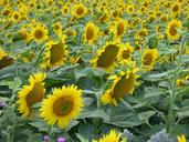 sunflower-flower-yellow-the-sun-1605450.jpg