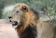 lion-head-male-lion-lion-wildlife-1036452.jpg