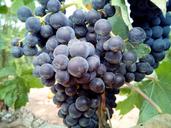 grape-black-red-vineyard-vineyards-1140715.jpg