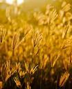 fields-grass-golden-sunset-390924.jpg