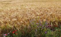 fields-wheat-wheat-fields-cereals-1510844.jpg