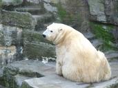 polar-bear-bear-animal-world-sweet-213631.jpg