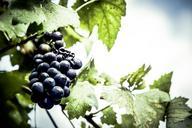 grapes-cultivation-garden-599519.jpg