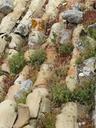 roof-tiles-old-succulents-sedum-591627.jpg