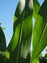 corn-leaves-corn-cornfield-green-592566.jpg