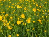 buttercup-pointed-flower-flowers-1260808.jpg