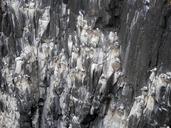 seagulls-nesting-sea-gull-cliffs-1546821.jpg