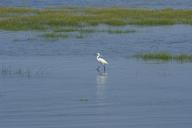 egret-wetland-taichung-718459.jpg