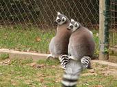 lemur-zoo-animal-mammal-wild-195767.jpg