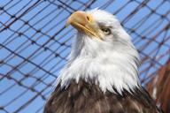 bald-eagle-eagle-raptor-326042.jpg