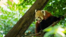 panda-tree-cute-zoo-nature-1006341.jpg