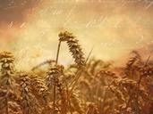 wheat-ear-wheat-field-cereals-639786.jpg