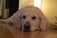 dog-lying-within-golden-retriever-653437.jpg