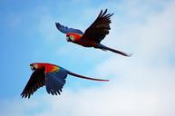 parrots-parrot-pair-flying-red-1612070.jpg