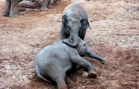 elephant-mammal-wildlife-safari-88976.jpg