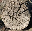 trunk-worn-old-cuartedado-wood-1075391.jpg