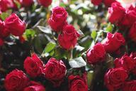 red-roses-flowers-698643.jpg