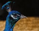 peacock-bird-feathers-blue-animals-652924.jpg