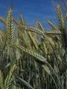 barley-barley-field-cereals-field-592506.jpg