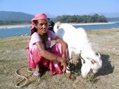 nepal-old-woman-elderly-goat-river-1203681.jpg