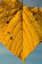 lime-leaf-autumn-yellow-228191.jpg