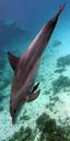 underwater-dolphin-diving-water-686154.jpg