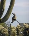 gambel-s-quail-male-quail-bird-817302.jpg