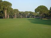 golf-course-golf-meadow-sport-rush-495318.jpg