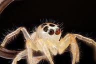 Jumping-Spider,on-fish-hook-eyes_2012-08-02-16.13.51-ZS-PMax.jpg