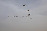 birds-flight-pelican-643426.jpg