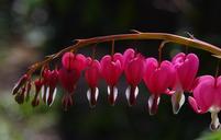 bleeding-hearts-hearts-pink-flower-724796.jpg