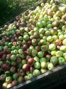 apples-red-green-orchard-fruit-458484.jpg