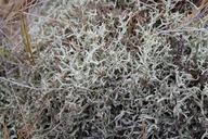 bush-weave-seaweed-air-pollution-657360.jpg