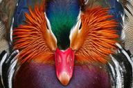 duck-bird-water-bird-pond-birds-1041228.jpg