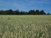 wheat-field-wheat-cereals-ear-592480.jpg