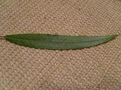 Willow leaf leaves on jute pattern.jpg