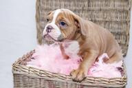 puppy-bulldog-dog-sweet-pet-1118583.jpg