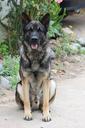 dog-german-shepherd-dog-puppy-669617.jpg