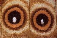 eyes-butterfly-exotic-south-america-199943.jpg