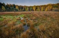 swamp-autumn-fall-wet-wetlands-1017458.jpg