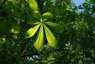 green-blue-leaves-summer-tree-sky-466292.jpg