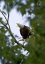 bald-eagle-eagle-trees-sky-bald-929851.jpg